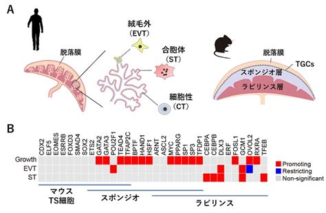 動物胎盤|胎盤の形態を決める進化の伴走者